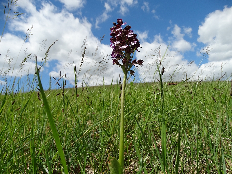 orchidee