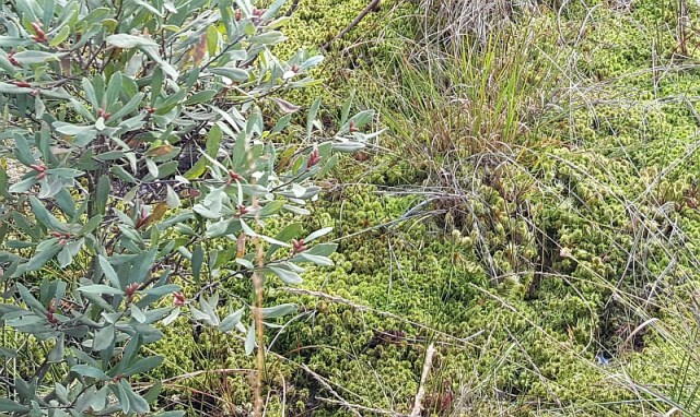 gagel en veenmos.jpg