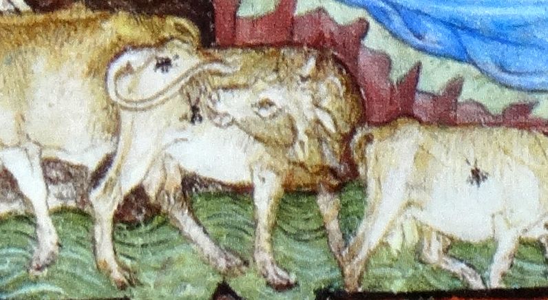 visconti-joachim-stieren