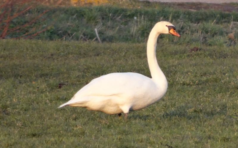 zwaan