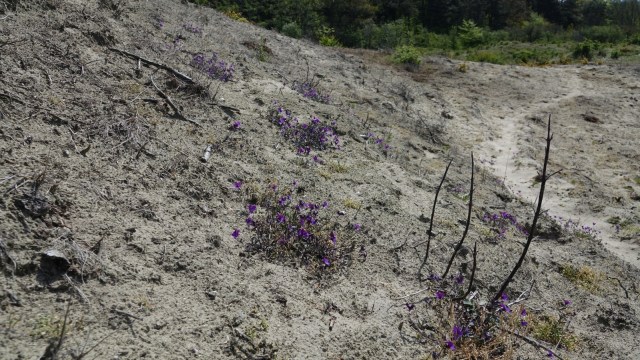 viooltjes