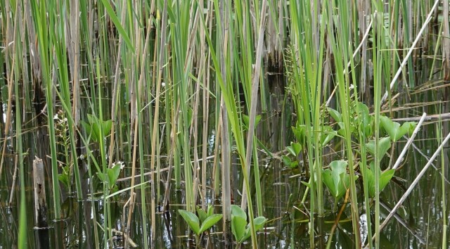 water drieblad