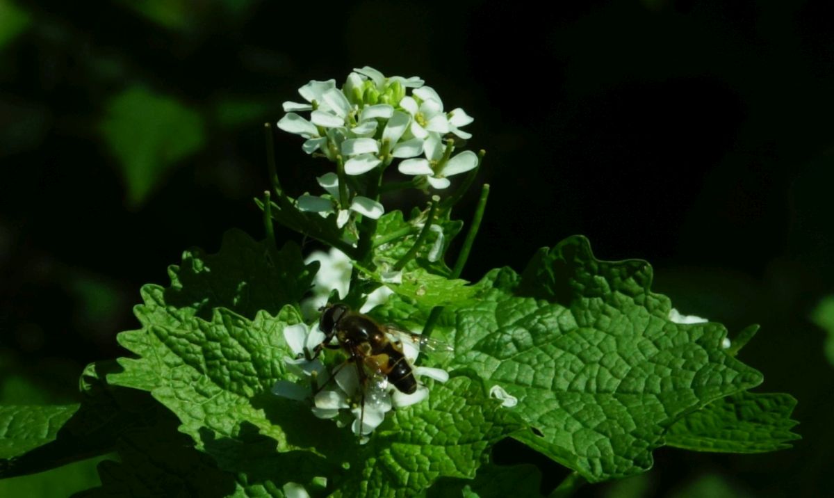 honingbij